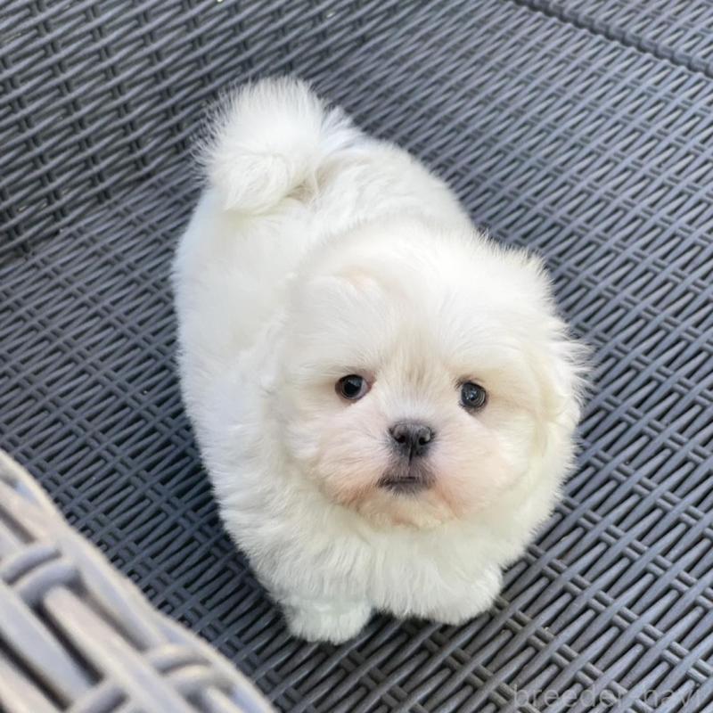 販売中の山梨県のミックス犬-430783の6枚目