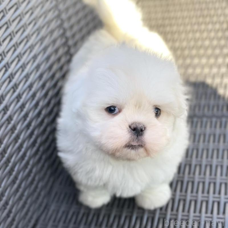 販売中の山梨県のミックス犬-430783の5枚目