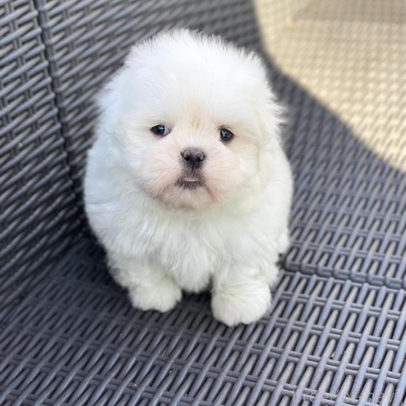 販売中の山梨県のミックス犬-430783の4枚目