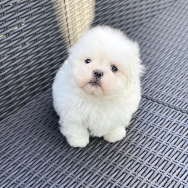 販売中の山梨県のミックス犬-430783の3枚目