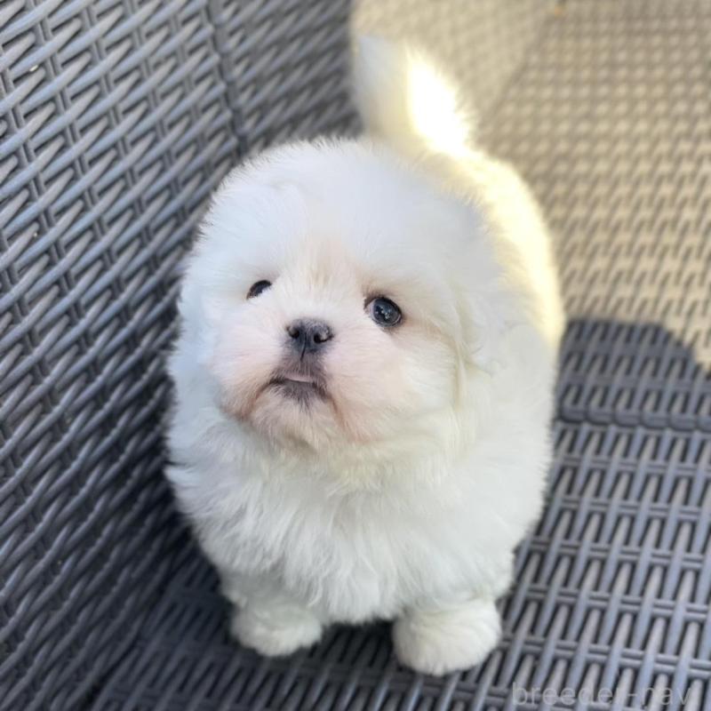 販売中の山梨県のミックス犬-430783の2枚目