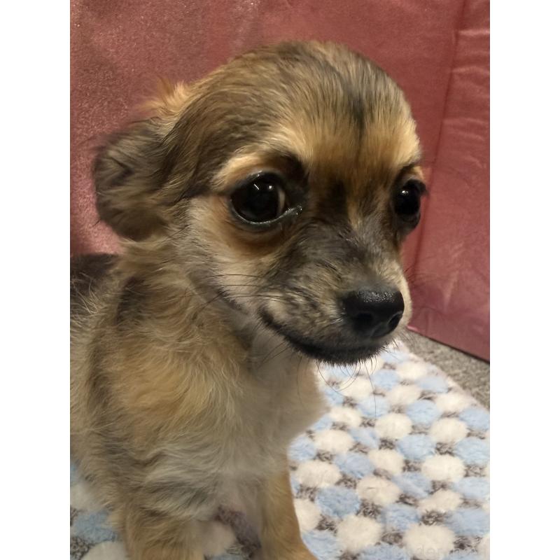 販売中の愛知県のチワワ(ロングコート)-416522