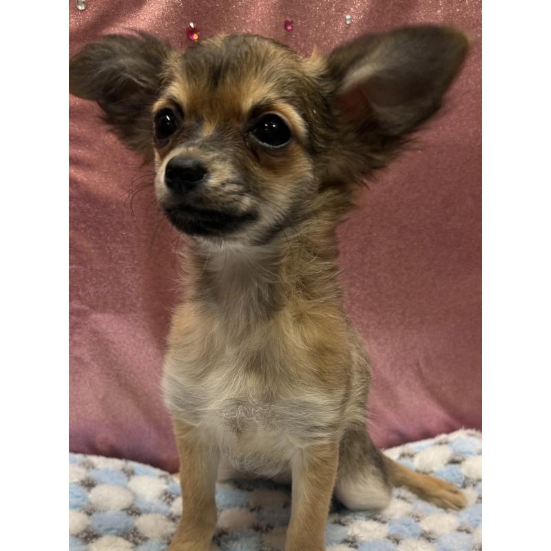 販売中の愛知県のチワワ(ロングコート)-416522の4枚目