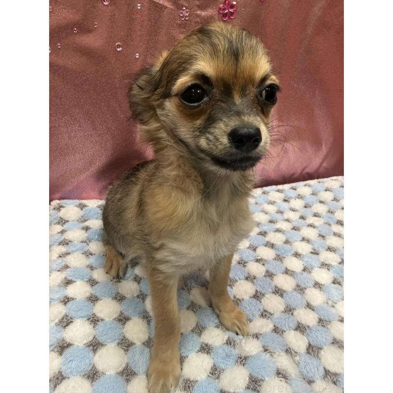 販売中の愛知県のチワワ(ロングコート)-416522の3枚目