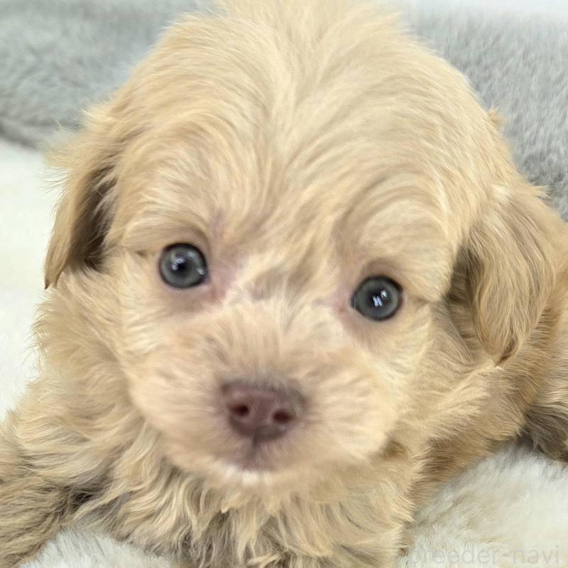 販売中の茨城県のチワプー:チワワ×トイプードル-430786