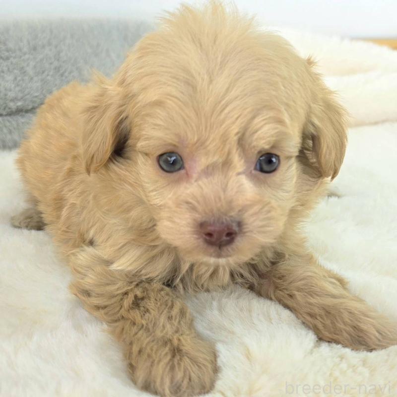 販売中の茨城県のチワプー:チワワ×トイプードル-430786の6枚目