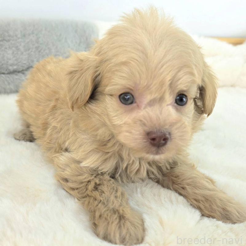 販売中の茨城県のチワプー:チワワ×トイプードル-430786の5枚目