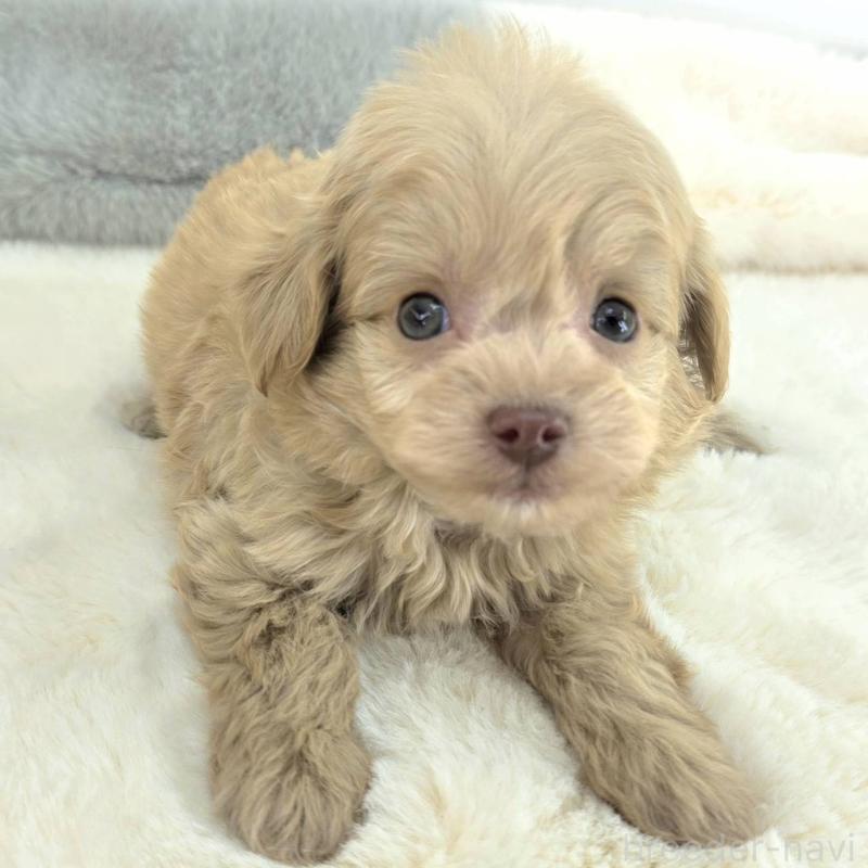 販売中の茨城県のチワプー:チワワ×トイプードル-430786の4枚目