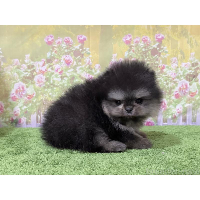 販売中の埼玉県のポメラニアン-430784の2枚目