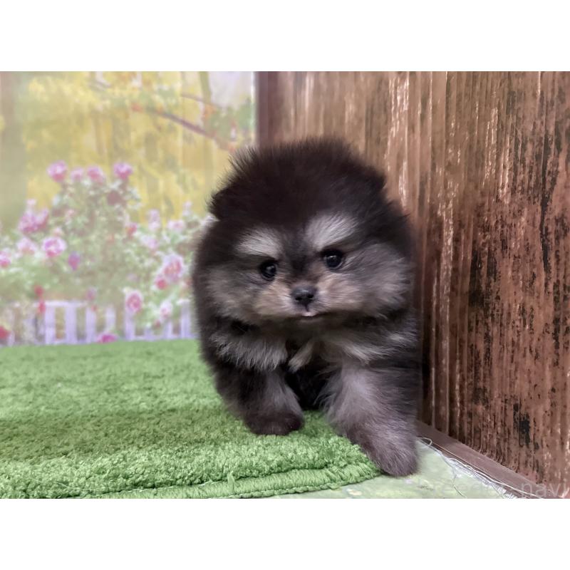 販売中の埼玉県のポメラニアン-430785の4枚目