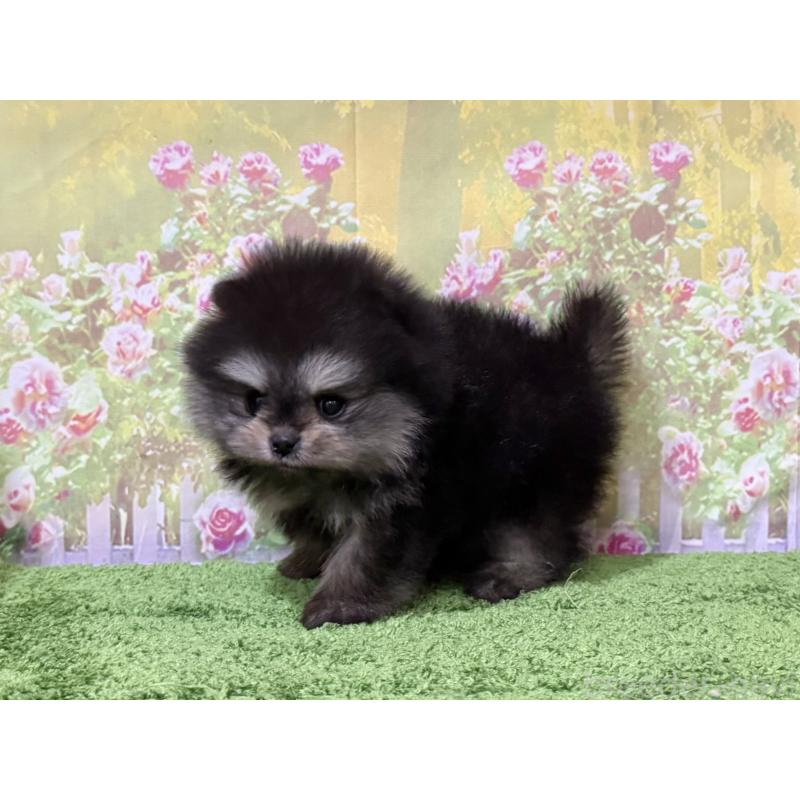 販売中の埼玉県のポメラニアン-430785の3枚目