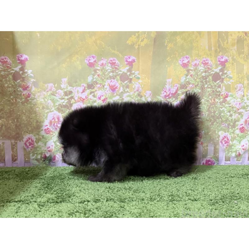 販売中の埼玉県のポメラニアン-430785の2枚目