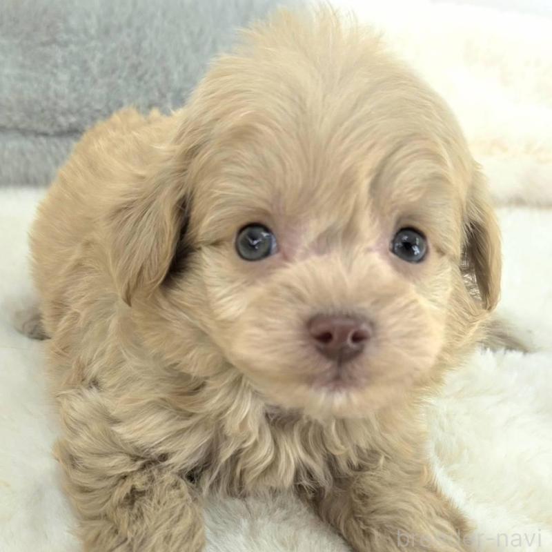 販売中の茨城県のチワプー:チワワ×トイプードル-430786の3枚目