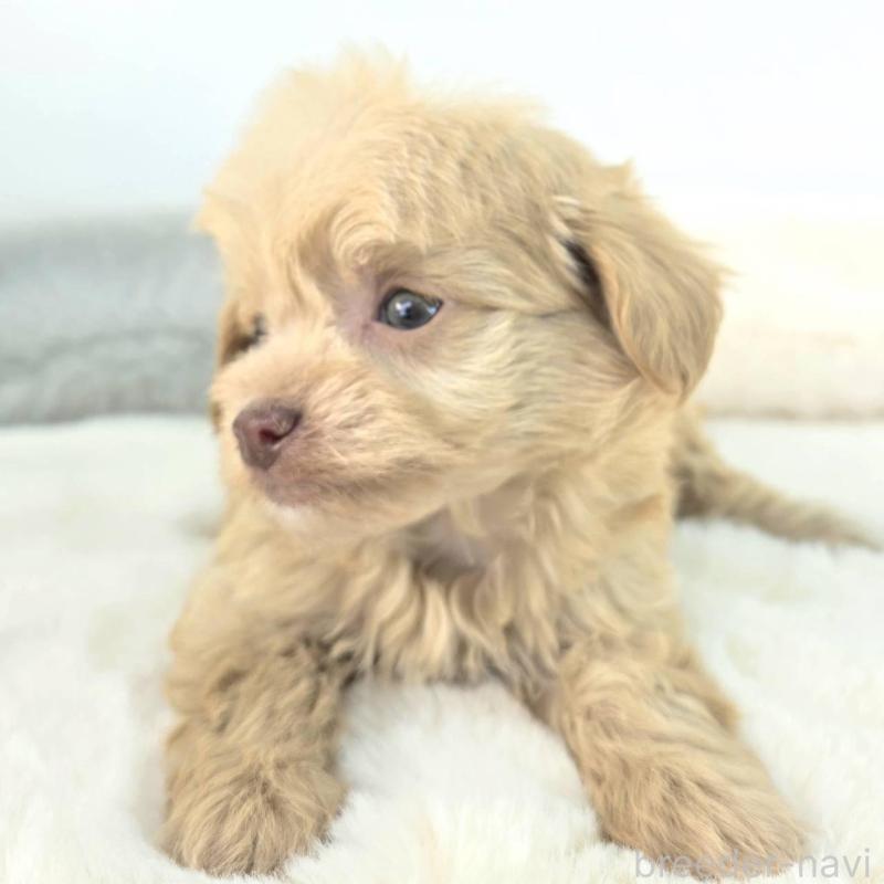 販売中の茨城県のチワプー:チワワ×トイプードル-430786の2枚目