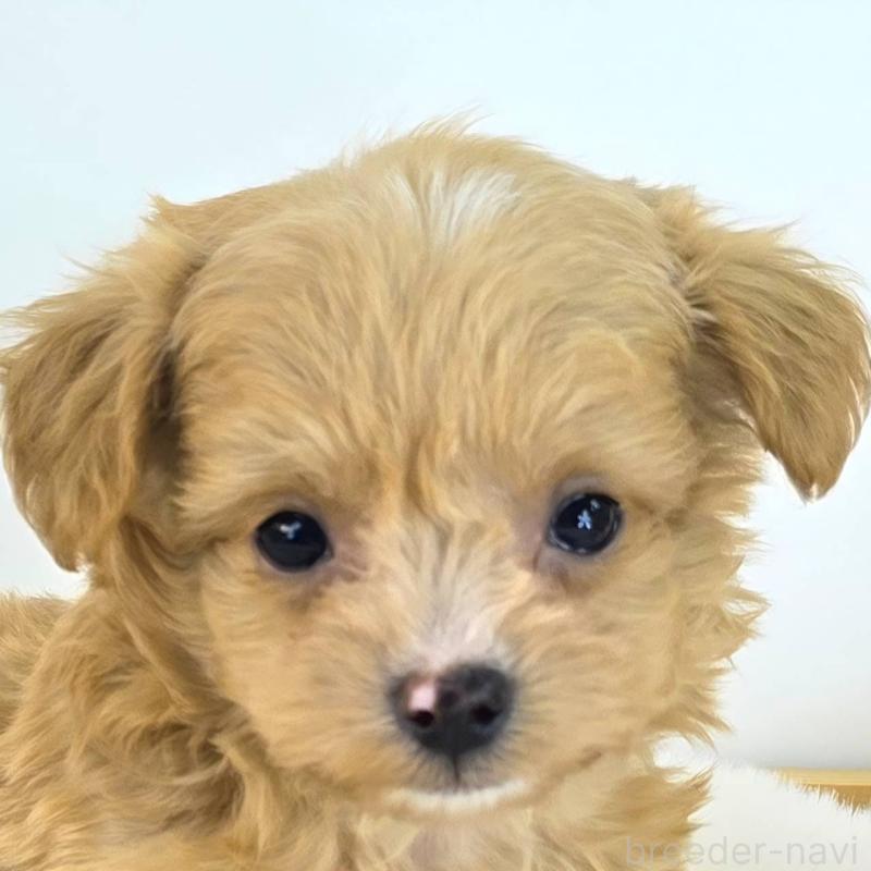 販売中の茨城県のチワプー:チワワ×トイプードル-430787