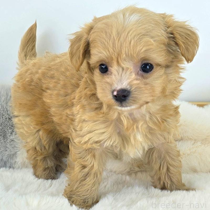 販売中の茨城県のチワプー:チワワ×トイプードル-430787の6枚目