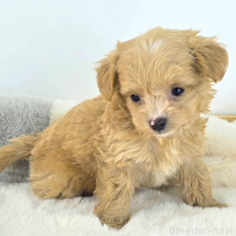 販売中の茨城県のチワプー:チワワ×トイプードル-430787の5枚目