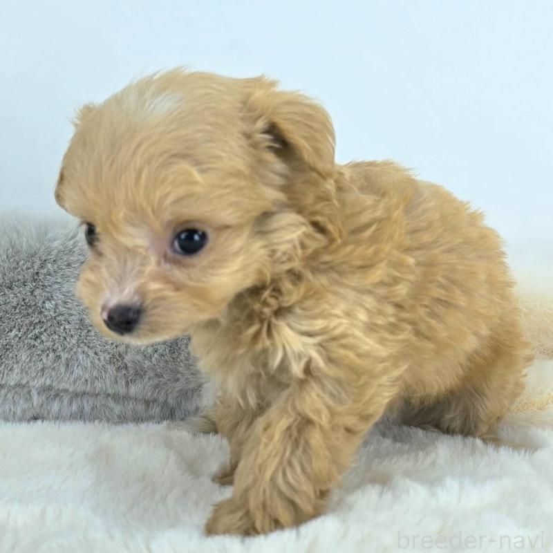 販売中の茨城県のチワプー:チワワ×トイプードル-430787の4枚目