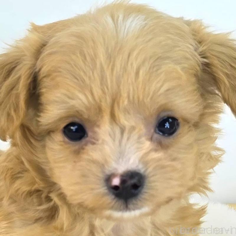 販売中の茨城県のチワプー:チワワ×トイプードル-430787の3枚目