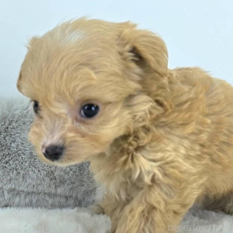 販売中の茨城県のチワプー:チワワ×トイプードル-430787の2枚目