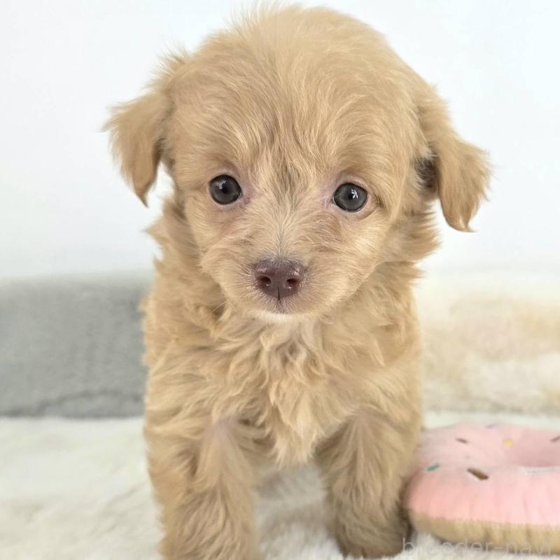 販売中の茨城県のチワプー:チワワ×トイプードル-430788の6枚目