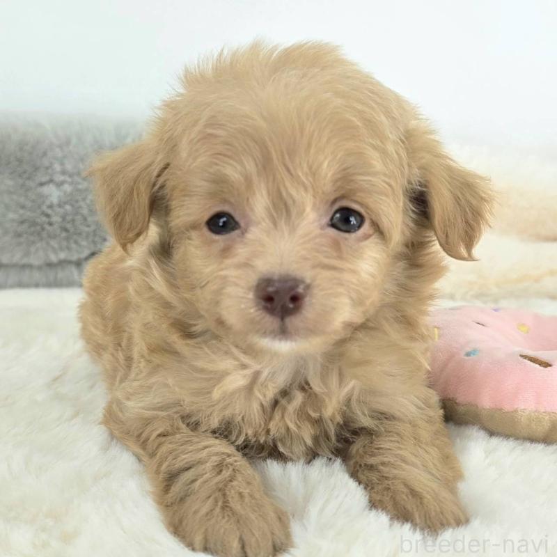 販売中の茨城県のチワプー:チワワ×トイプードル-430788の5枚目