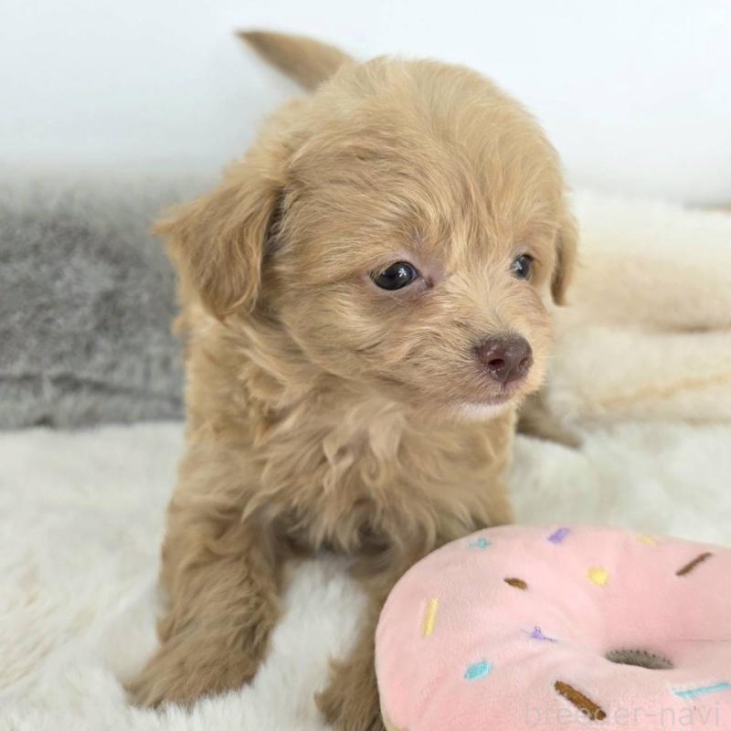 販売中の茨城県のチワプー:チワワ×トイプードル-430788の4枚目