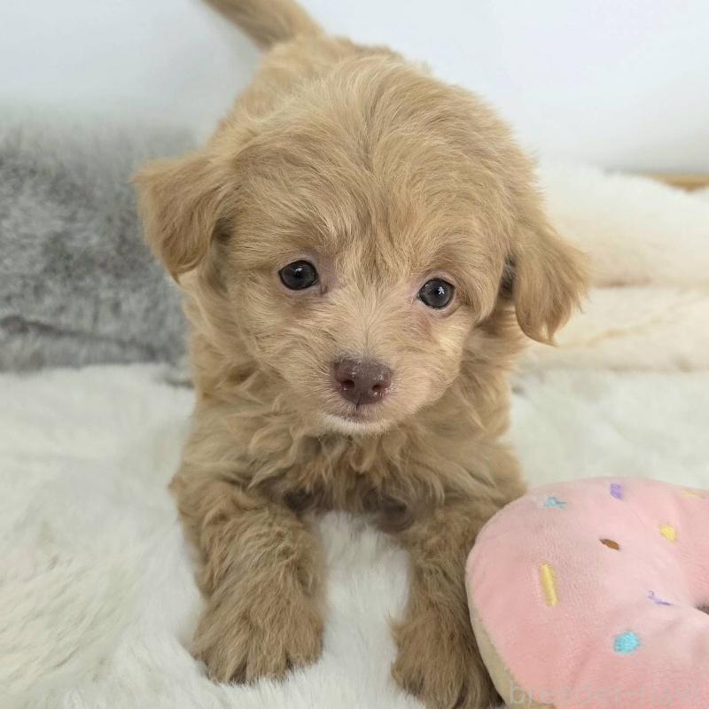 販売中の茨城県のチワプー:チワワ×トイプードル-430788の3枚目