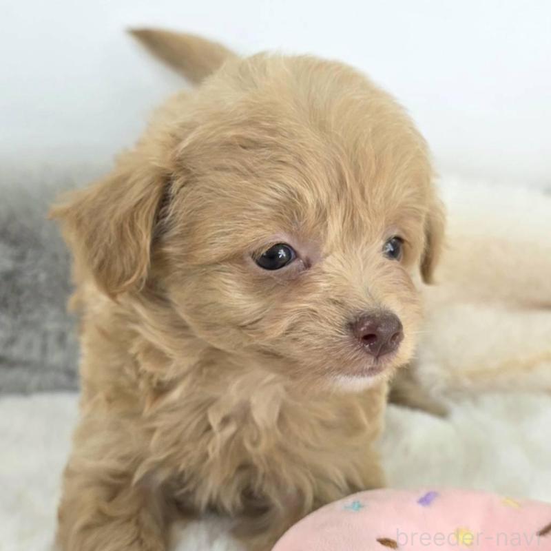 販売中の茨城県のチワプー:チワワ×トイプードル-430788の2枚目