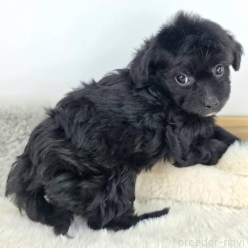 販売中の茨城県のチワプー:チワワ×トイプードル-430789の6枚目