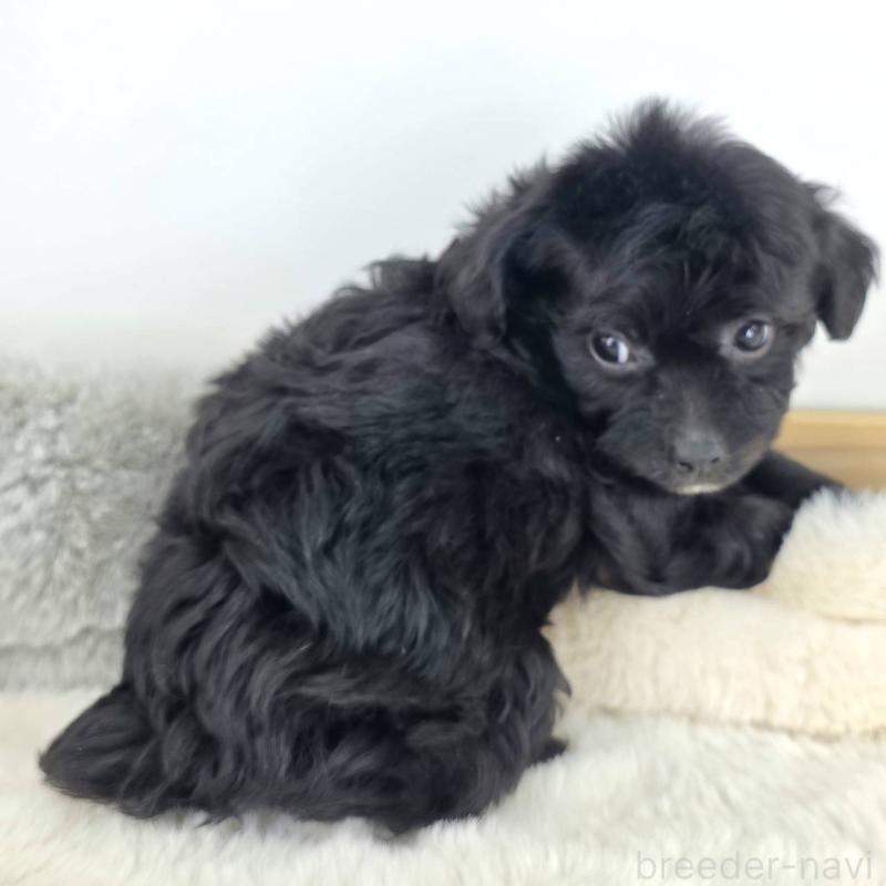 販売中の茨城県のチワプー:チワワ×トイプードル-430789の5枚目