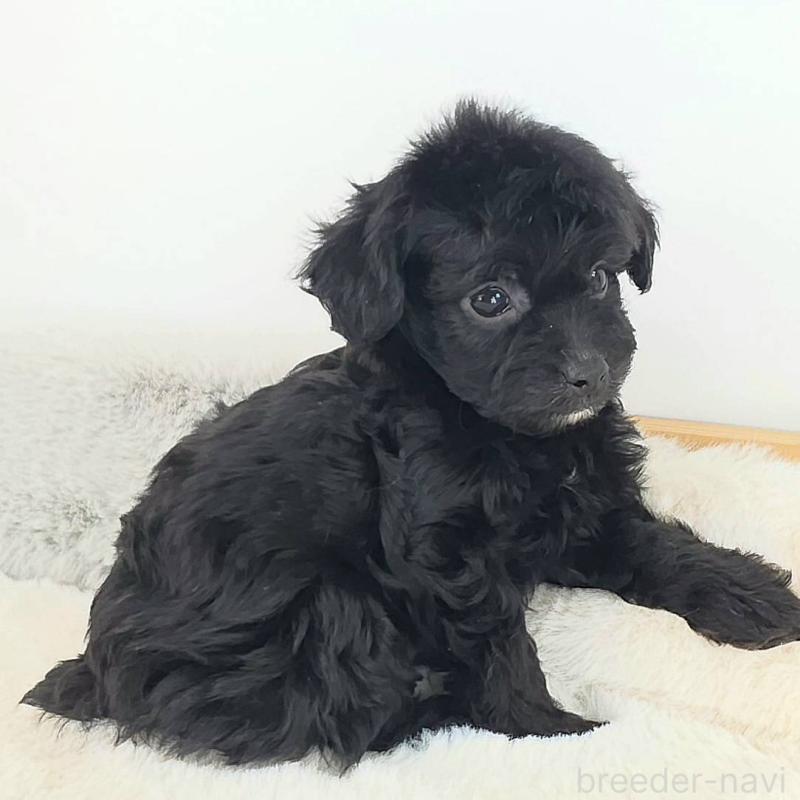 販売中の茨城県のチワプー:チワワ×トイプードル-430789の4枚目