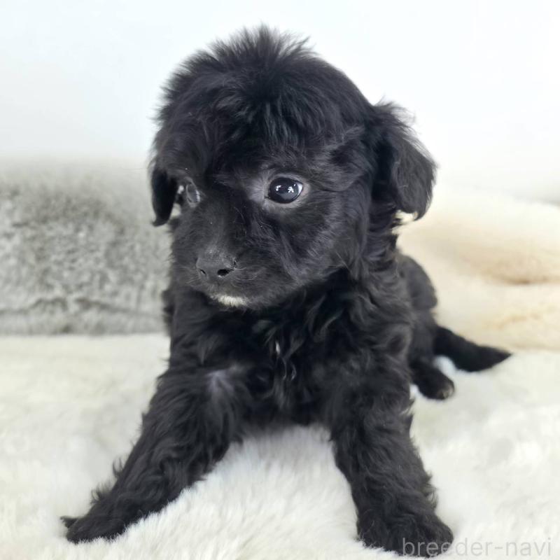 販売中の茨城県のチワプー:チワワ×トイプードル-430789の3枚目