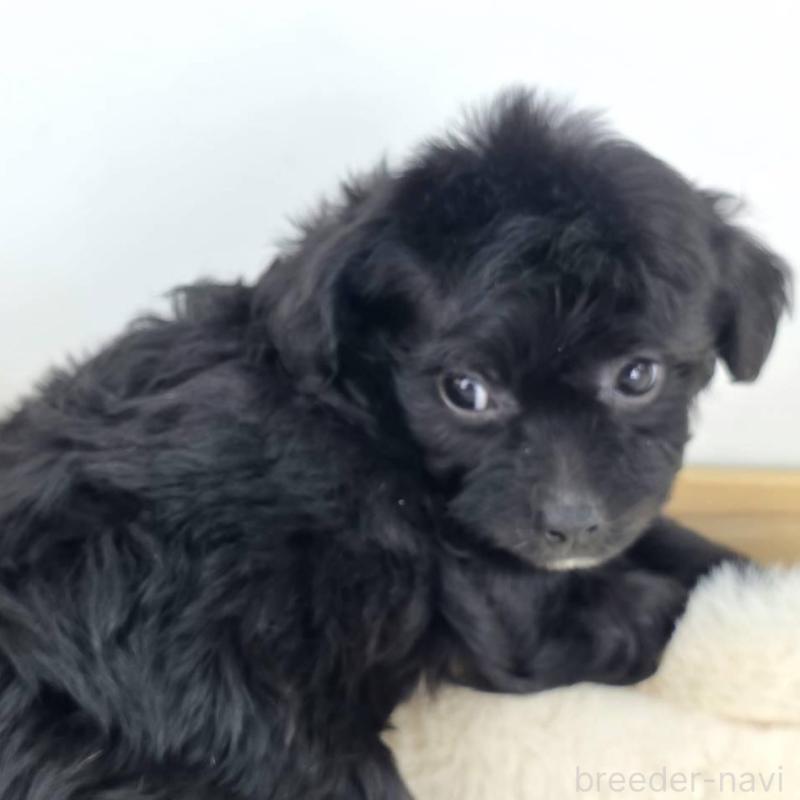 販売中の茨城県のチワプー:チワワ×トイプードル-430789の2枚目