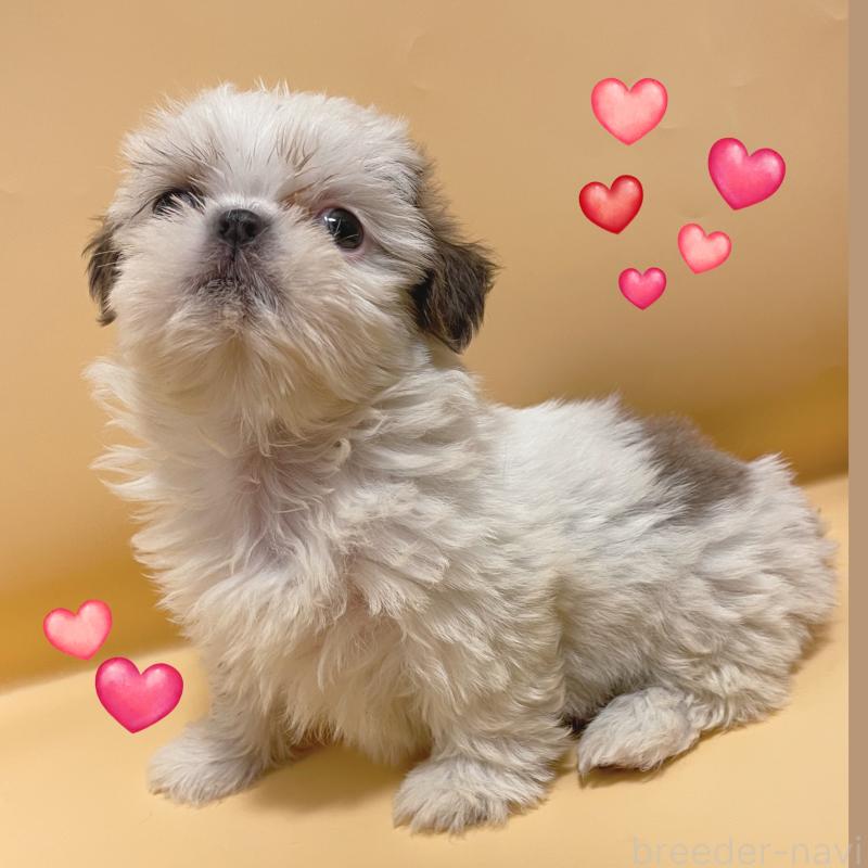 販売中の東京都のシーズー-430791