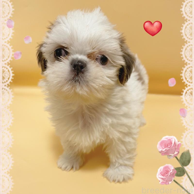 販売中の東京都のシーズー-430791の6枚目