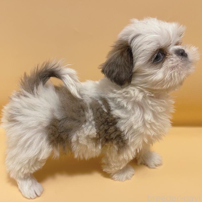 販売中の東京都のシーズー-430791の5枚目