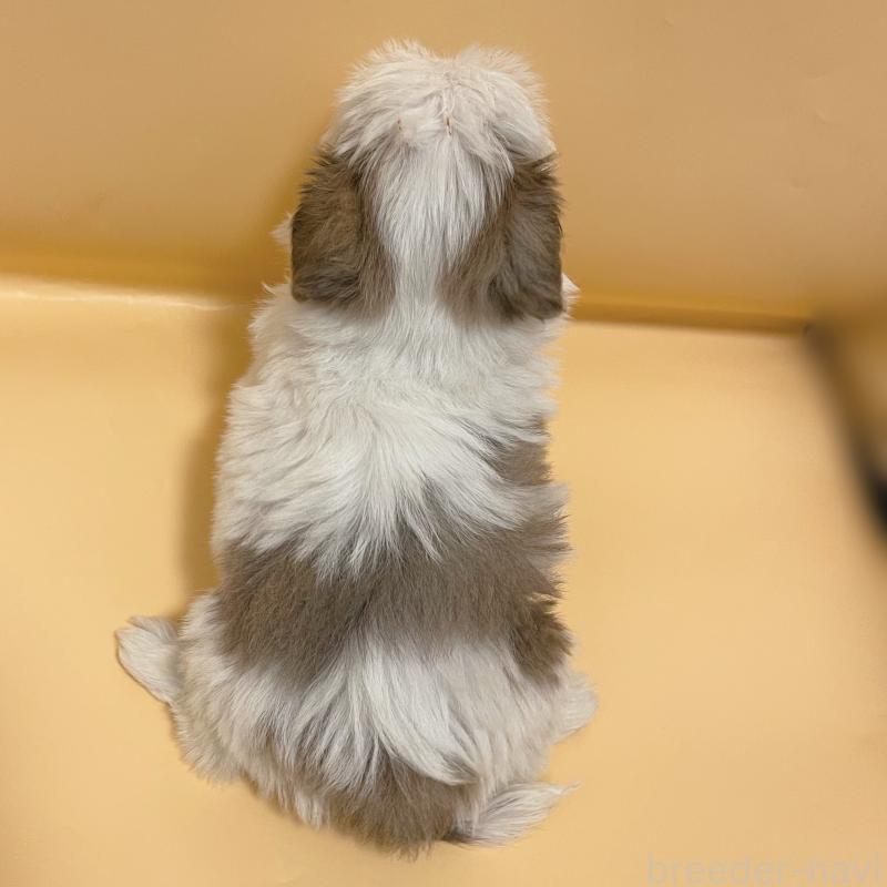 販売中の東京都のシーズー-430791の4枚目