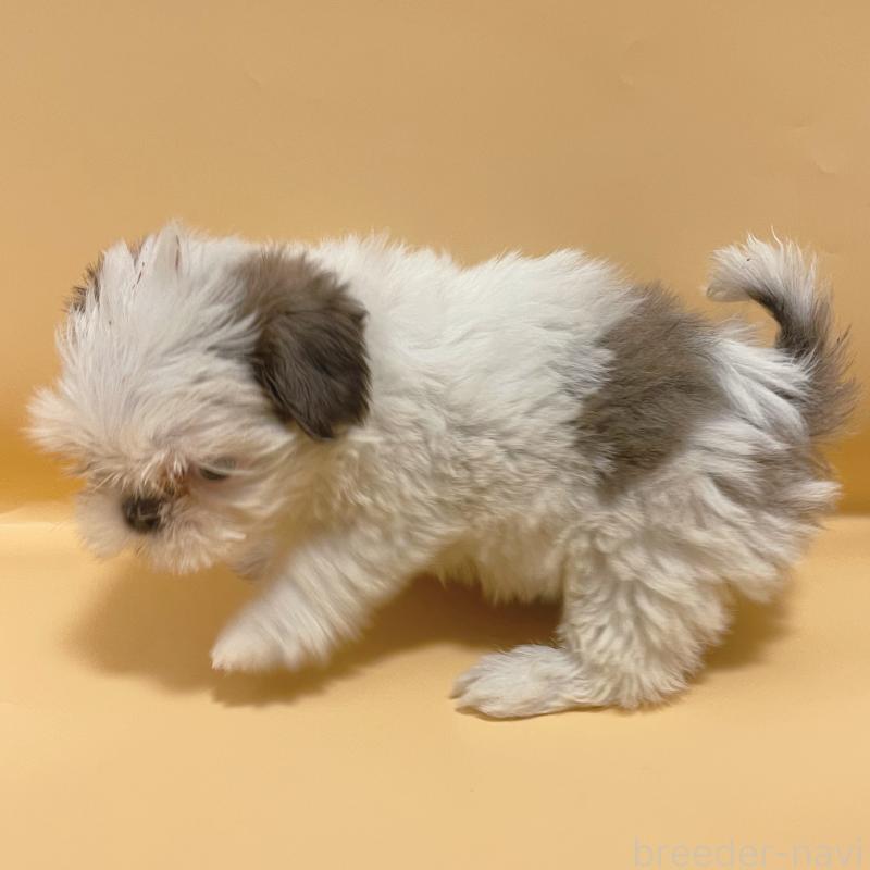 販売中の東京都のシーズー-430791の3枚目