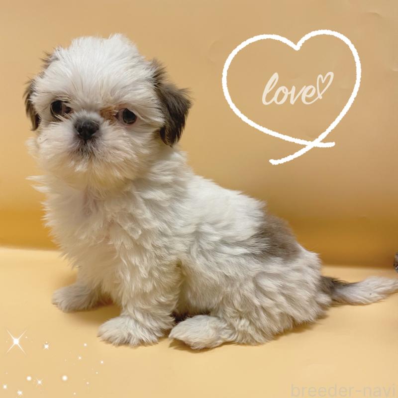 販売中の東京都のシーズー-430791の2枚目