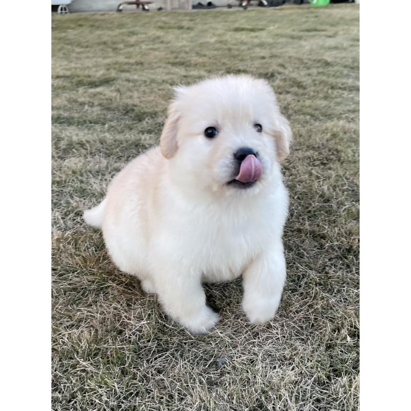 成約済の茨城県のゴールデンレトリーバー-429647の11枚目