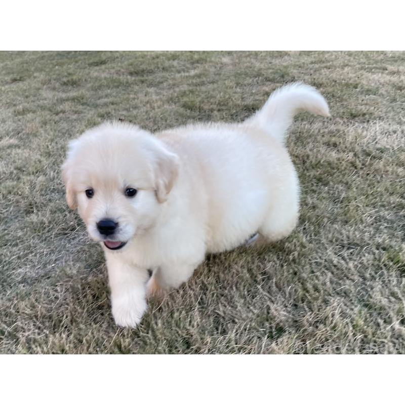 成約済の茨城県のゴールデンレトリーバー-429647の10枚目