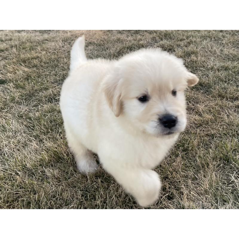 成約済の茨城県のゴールデンレトリーバー-429647の9枚目