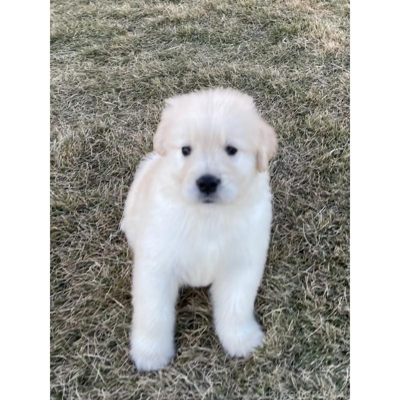 成約済の茨城県のゴールデンレトリーバー-429647の8枚目