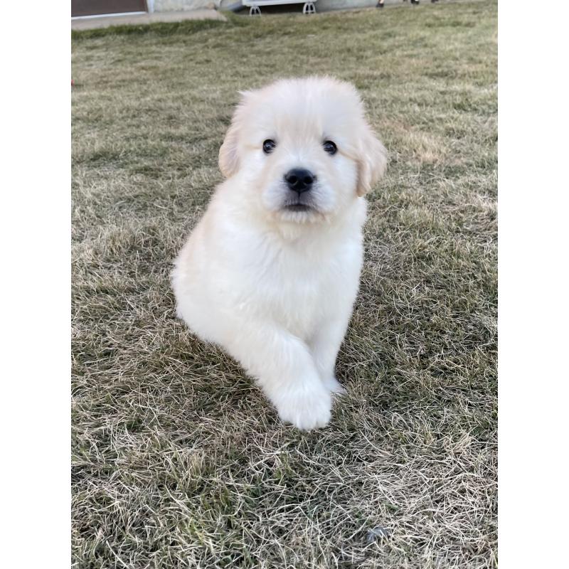 成約済の茨城県のゴールデンレトリーバー-429647の7枚目