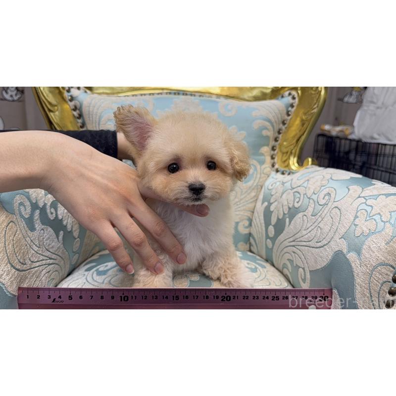販売中の東京都のマルプー:マルチーズ×トイプードル-430793の9枚目