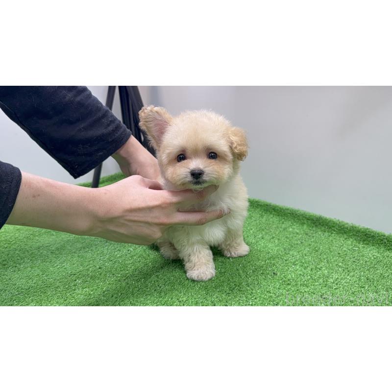 販売中の東京都のマルプー:マルチーズ×トイプードル-430793の5枚目