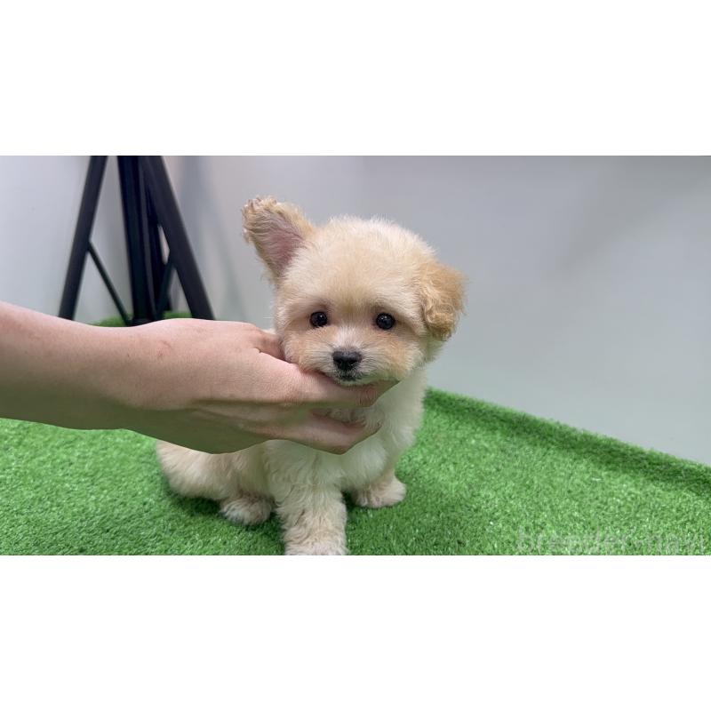 販売中の東京都のマルプー:マルチーズ×トイプードル-430793の2枚目