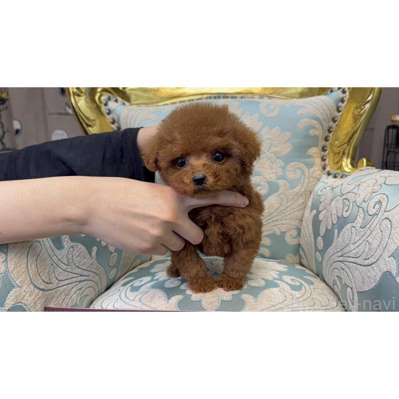 販売中の新潟県のタイニープードル-430794の5枚目