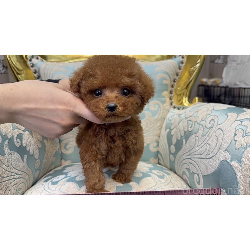 販売中の新潟県のタイニープードル-430794の3枚目